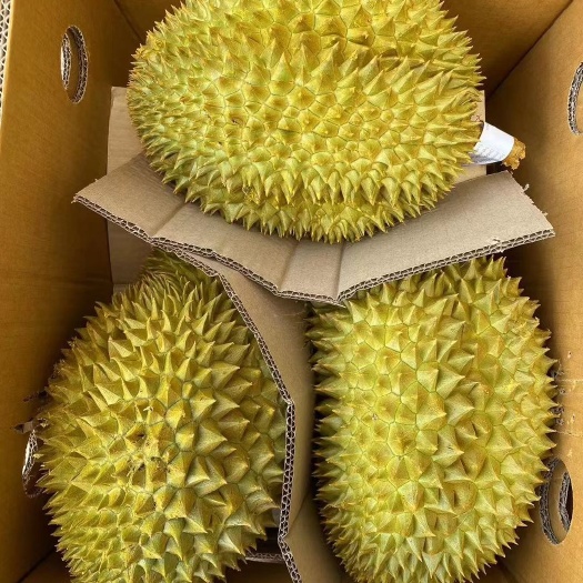 上海泰国液氮金枕榴莲