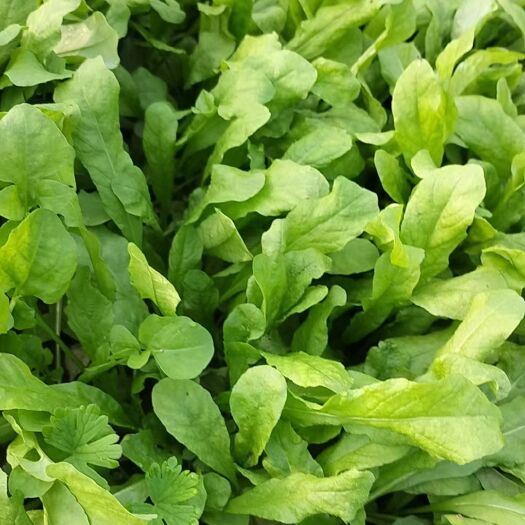 新郑市荠荠菜