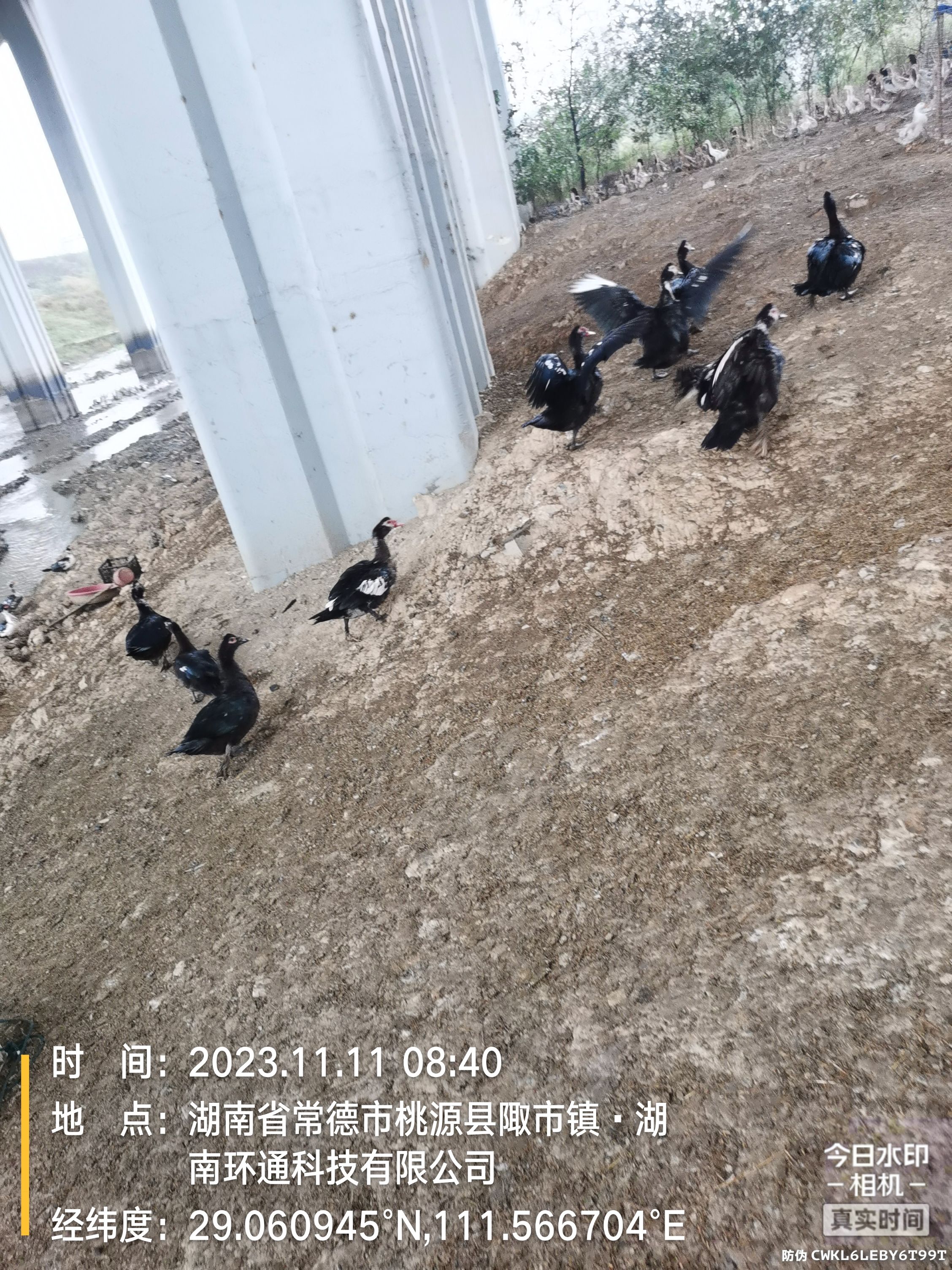 出售两年河养蛋鸭。