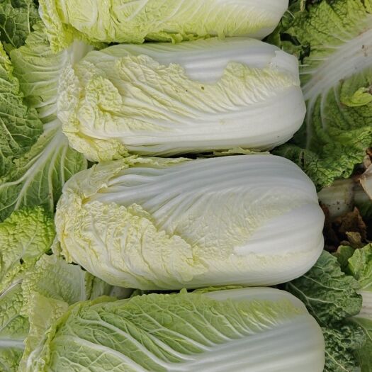 扶沟县黄心娃娃菜新鲜量大价格便宜