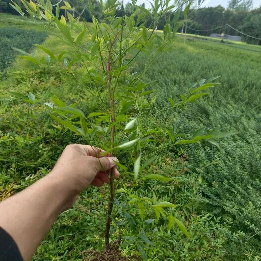 光山县南天竹工程苗