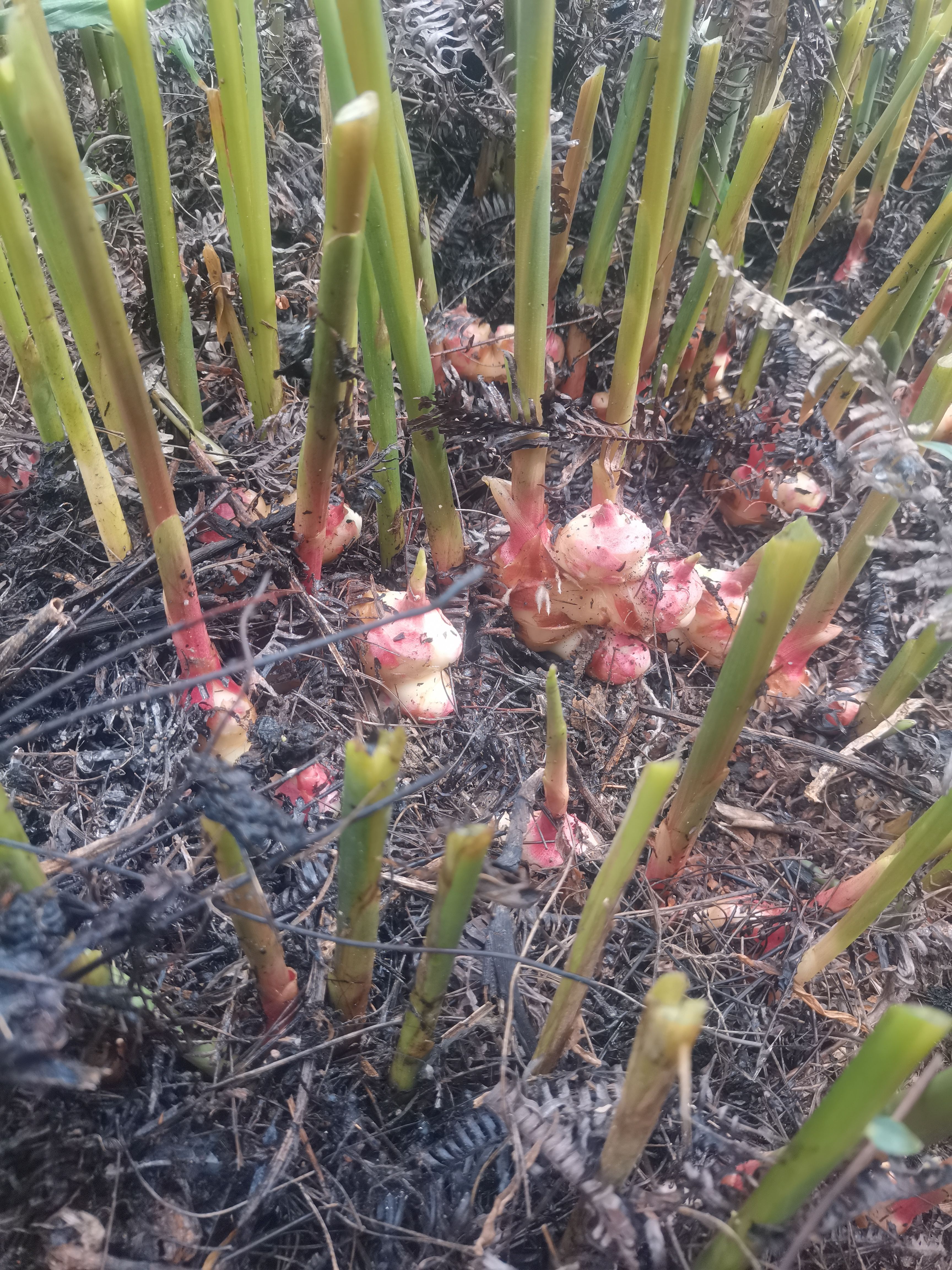 广东大肉姜，生姜，白肉姜。老姜嫩姜