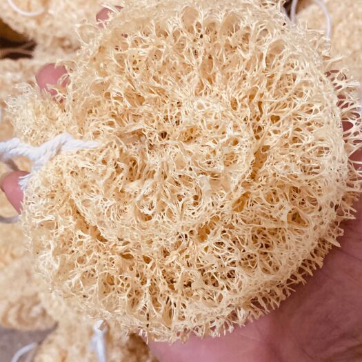 永福县自家种植丝瓜络  丝瓜络刷锅洗碗球要用