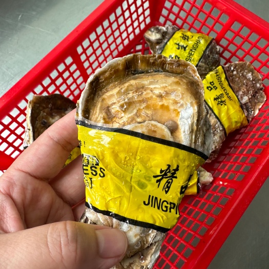诏安县精品生蚝三倍体值得推荐批发