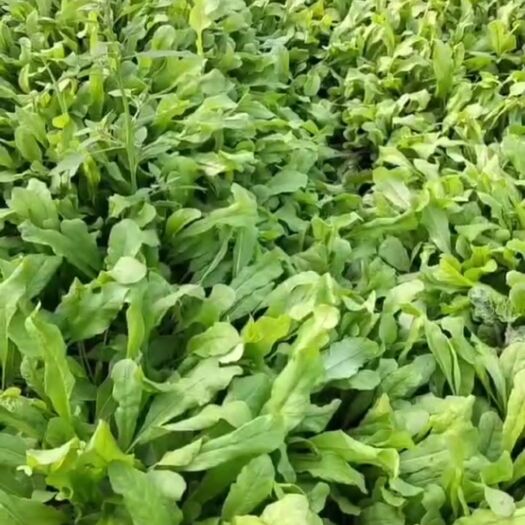 新郑市荠荠菜