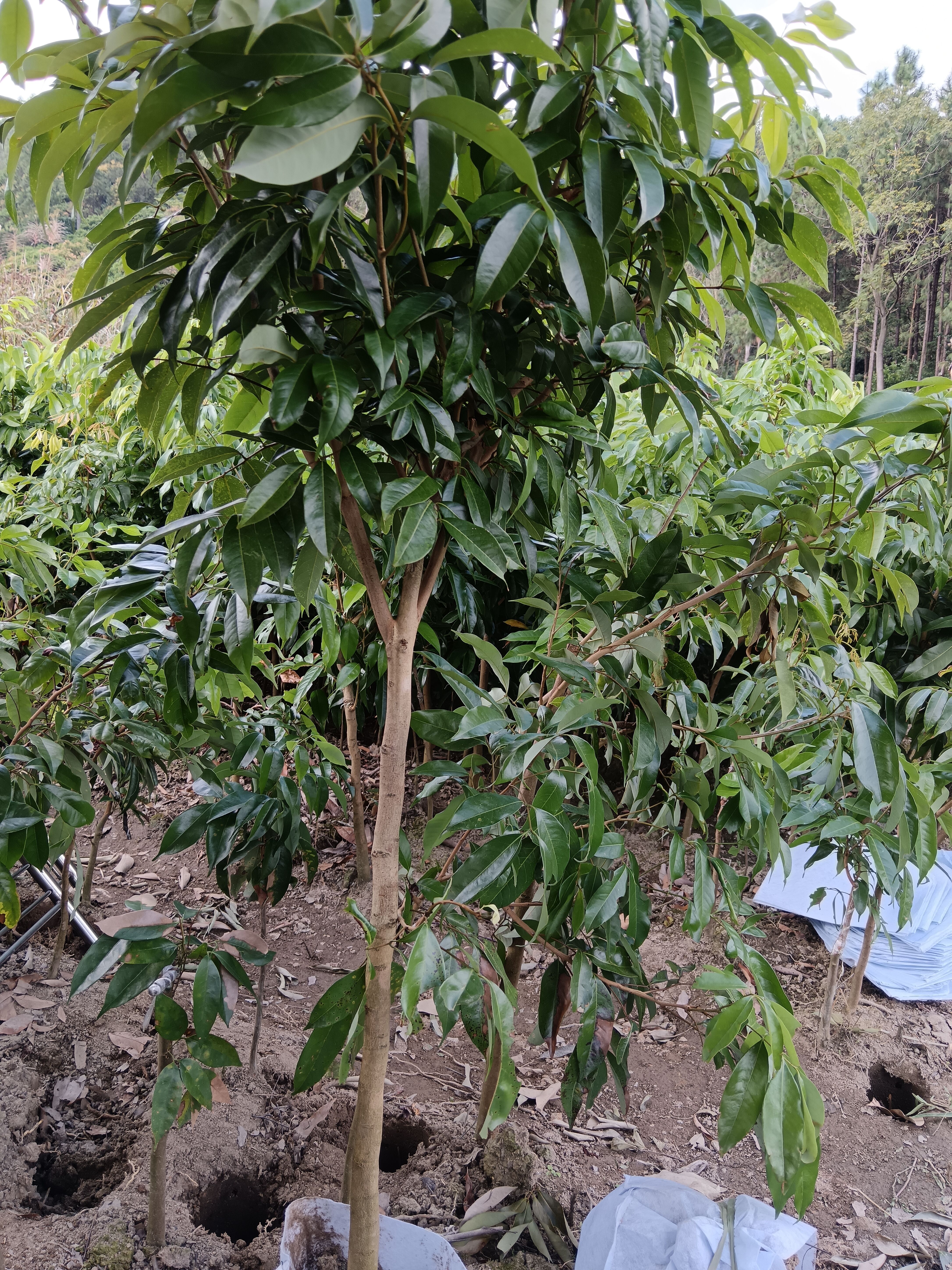 灵山县嫁接白糖罂荔枝果树苗品种