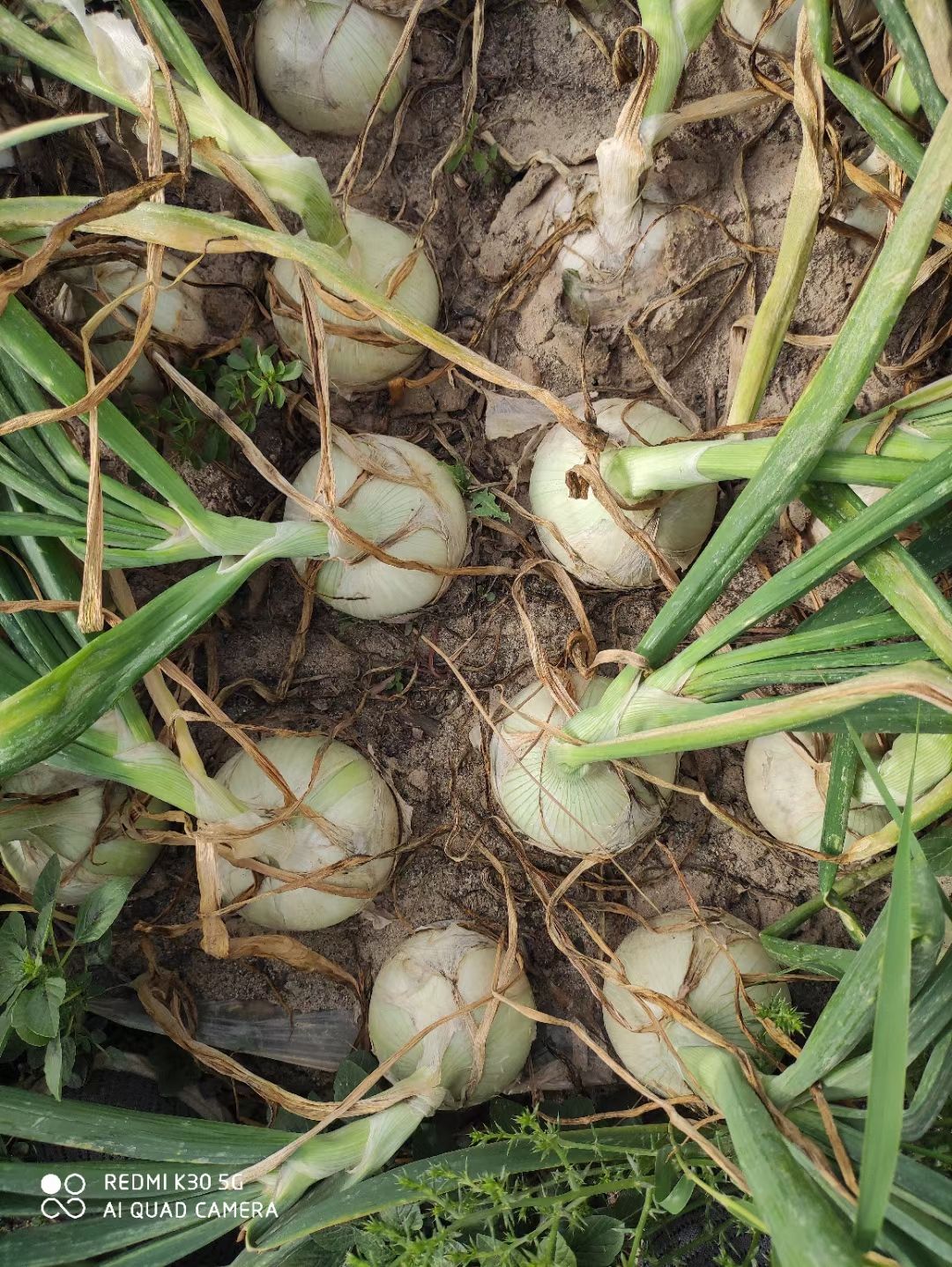 长日照白皮洋葱种子 杂交种 中晚熟 单心率高