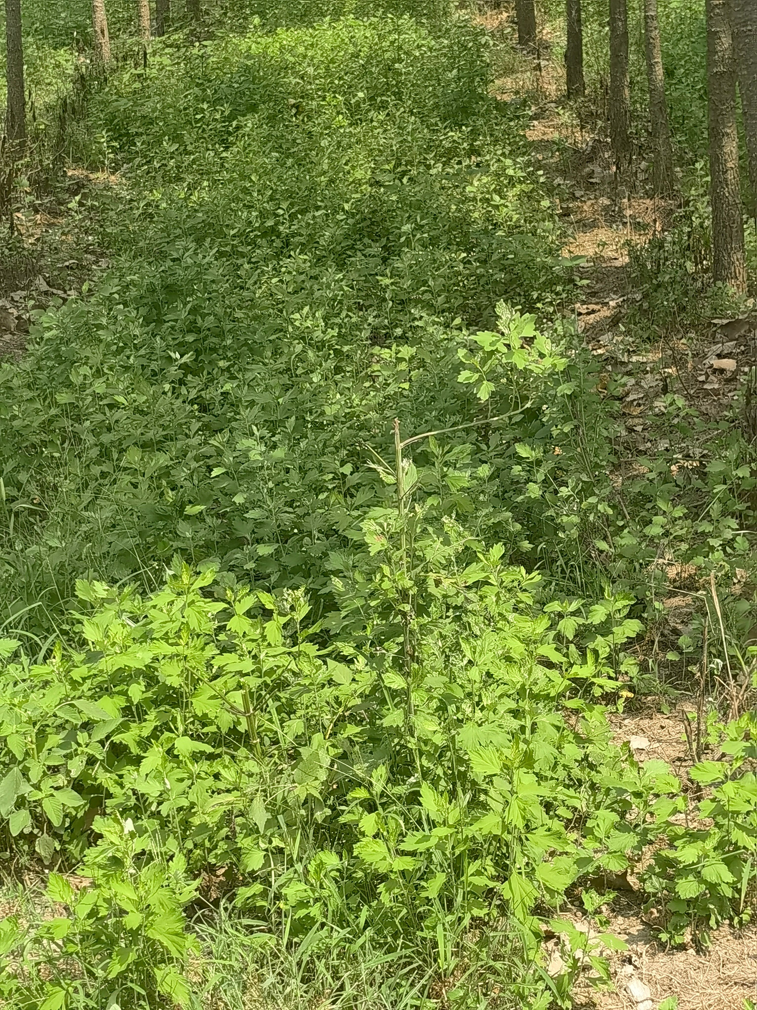 基地自己种植的艾，生产加工成艾产品，可实地考察，包出苗率