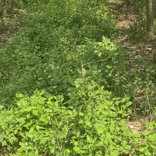 新蔡县基地自己种植的艾，生产加工成艾产品，可实地考察，包出苗率