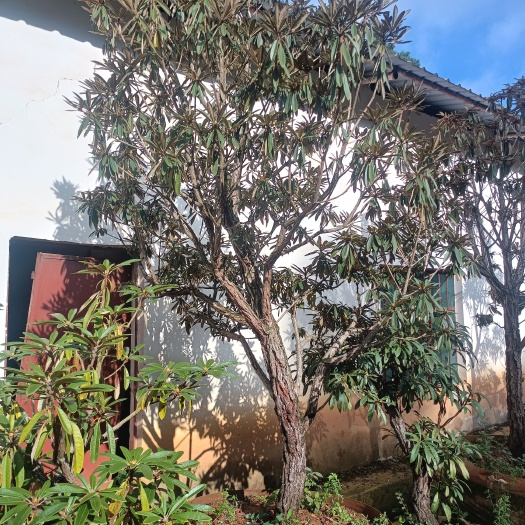 基地于九八年投建。全面掌握了杜鹃花的要领与特性！