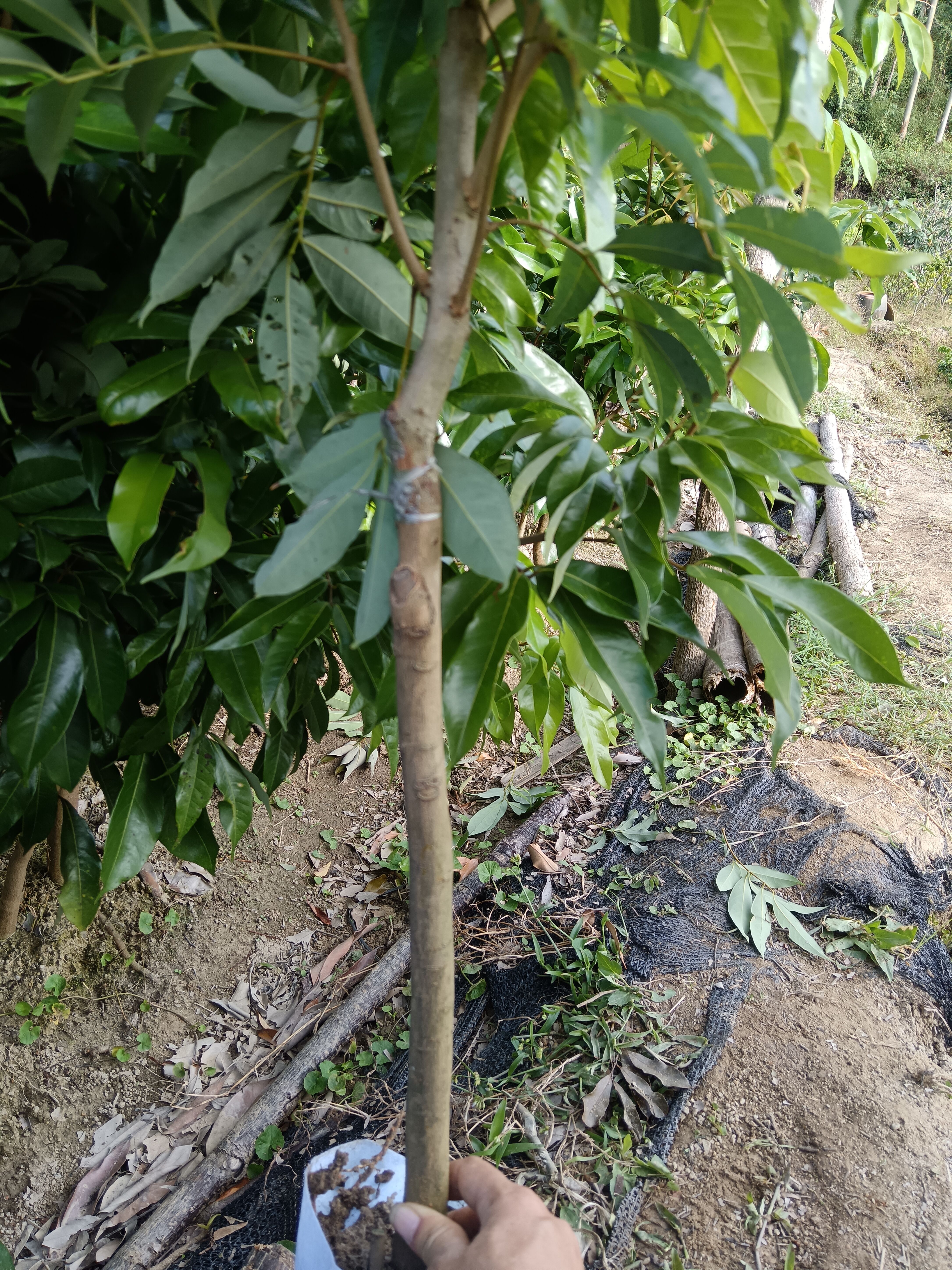 嫁接白糖罂荔枝果树苗品种