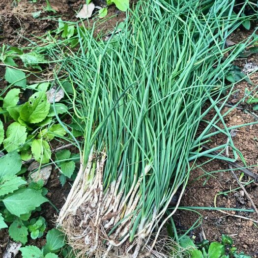 毕节野小蒜纯野生现挖现发