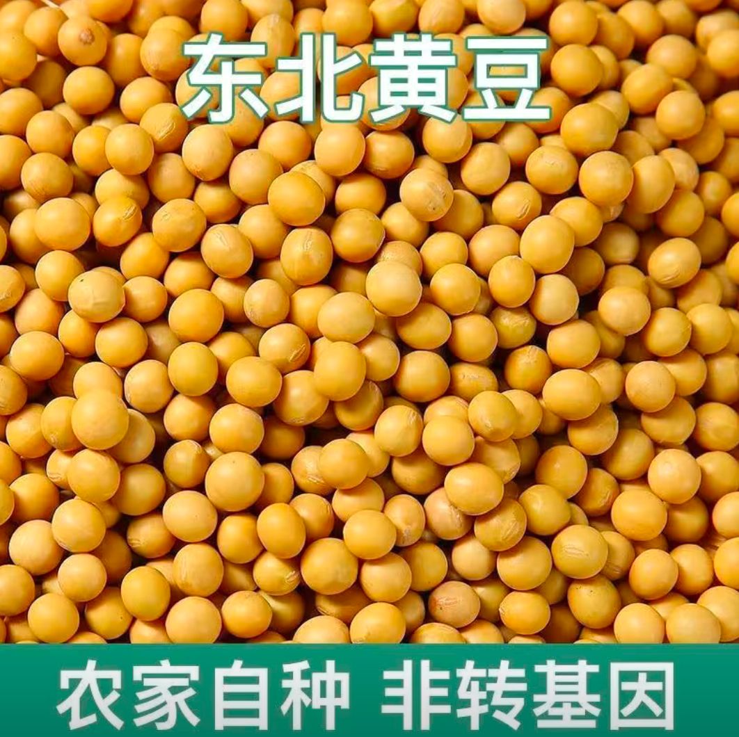 黄豆东北非转基因农家自种黄豆大豆生豆芽打豆浆当年新豆，种子