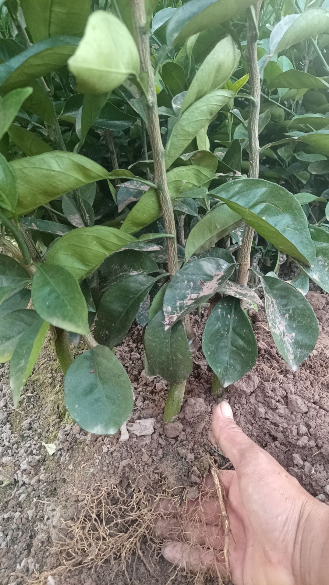 纽荷尔脐橙（赣南脐橙）