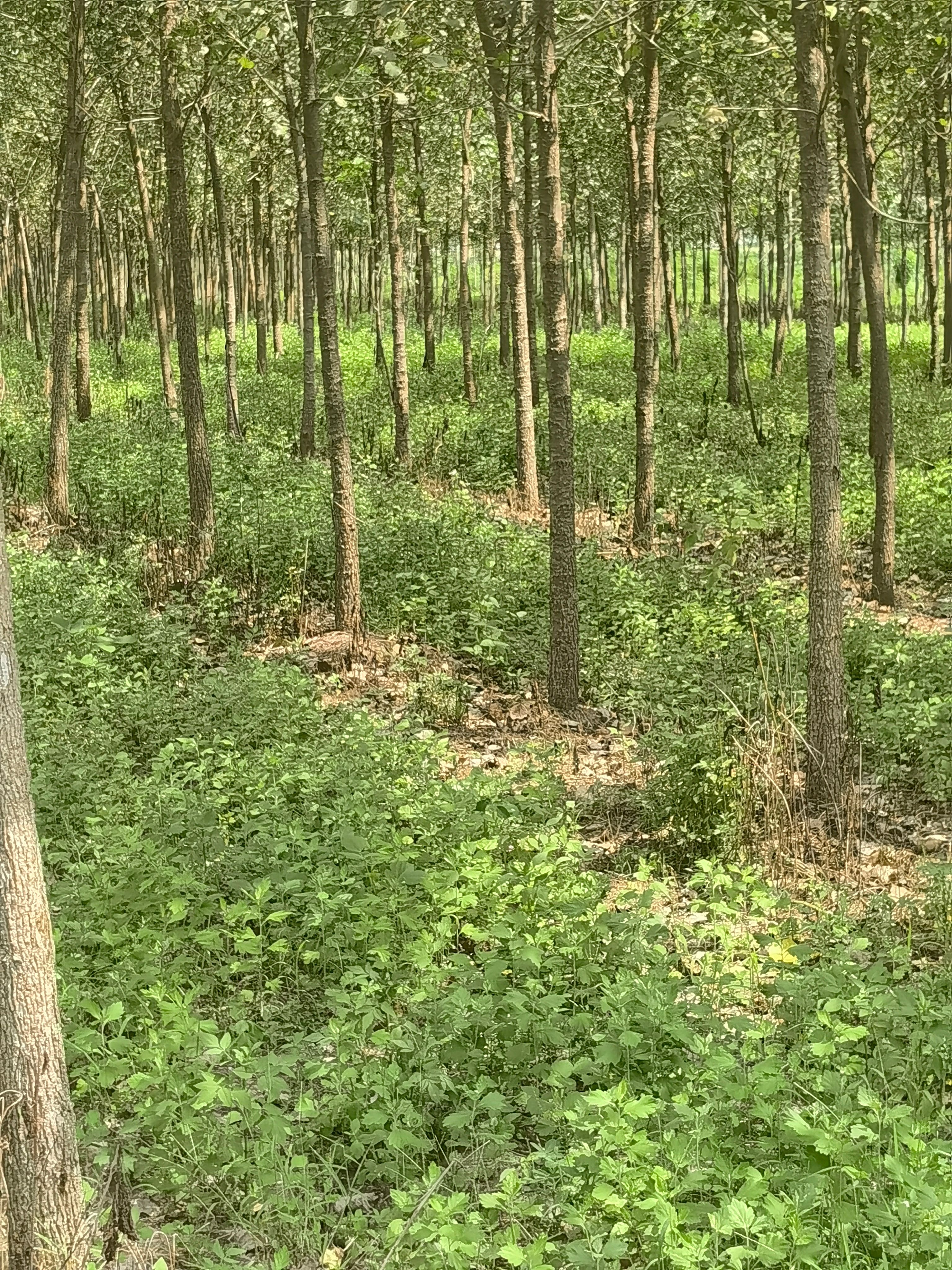 基地自己种植的艾，生产加工成艾产品，可实地考察，包出苗率