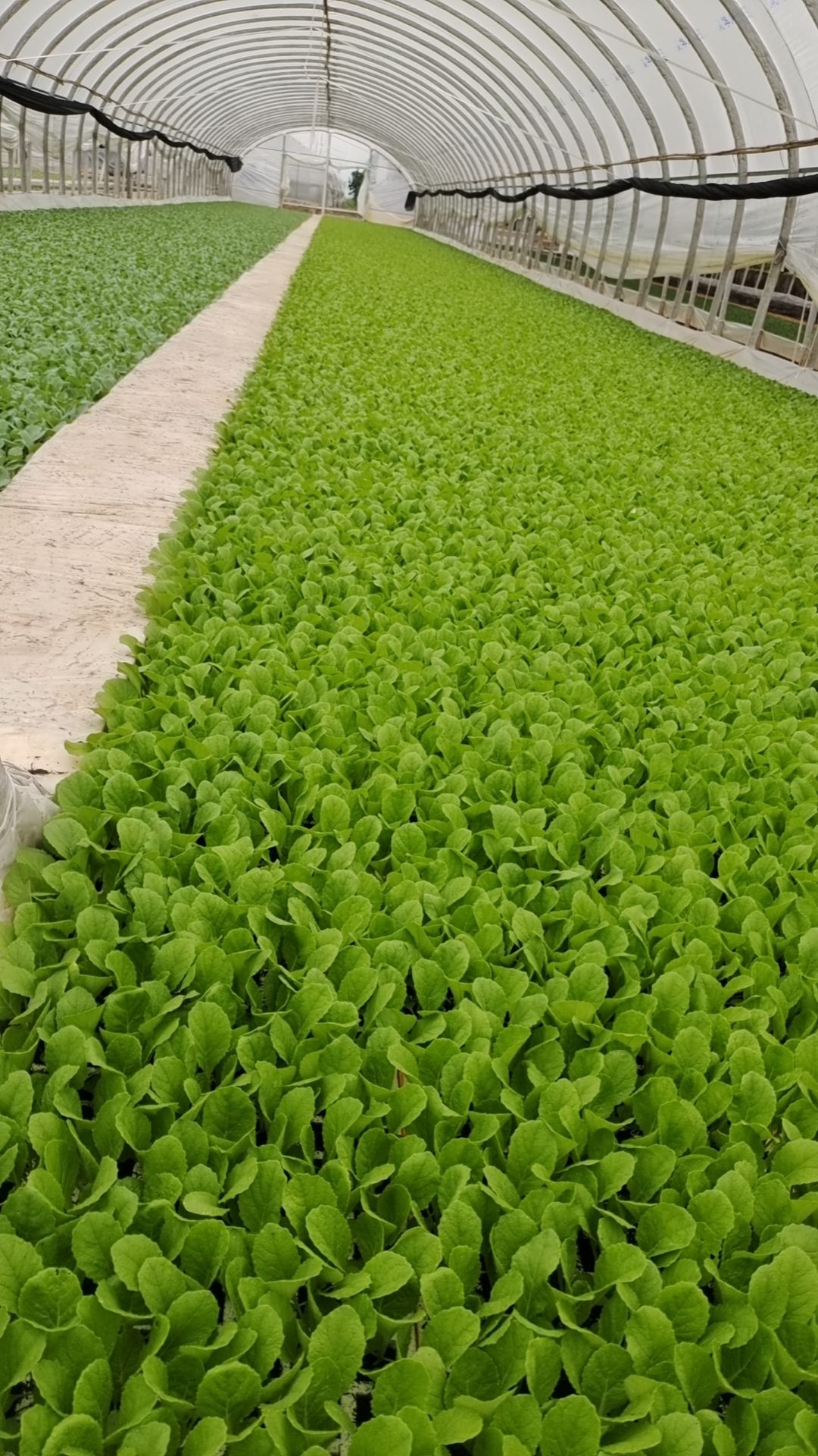 本苗厂有现苗:小铁头苗，大白菜苗，青花苗，秋绿苗，香笋苗，松