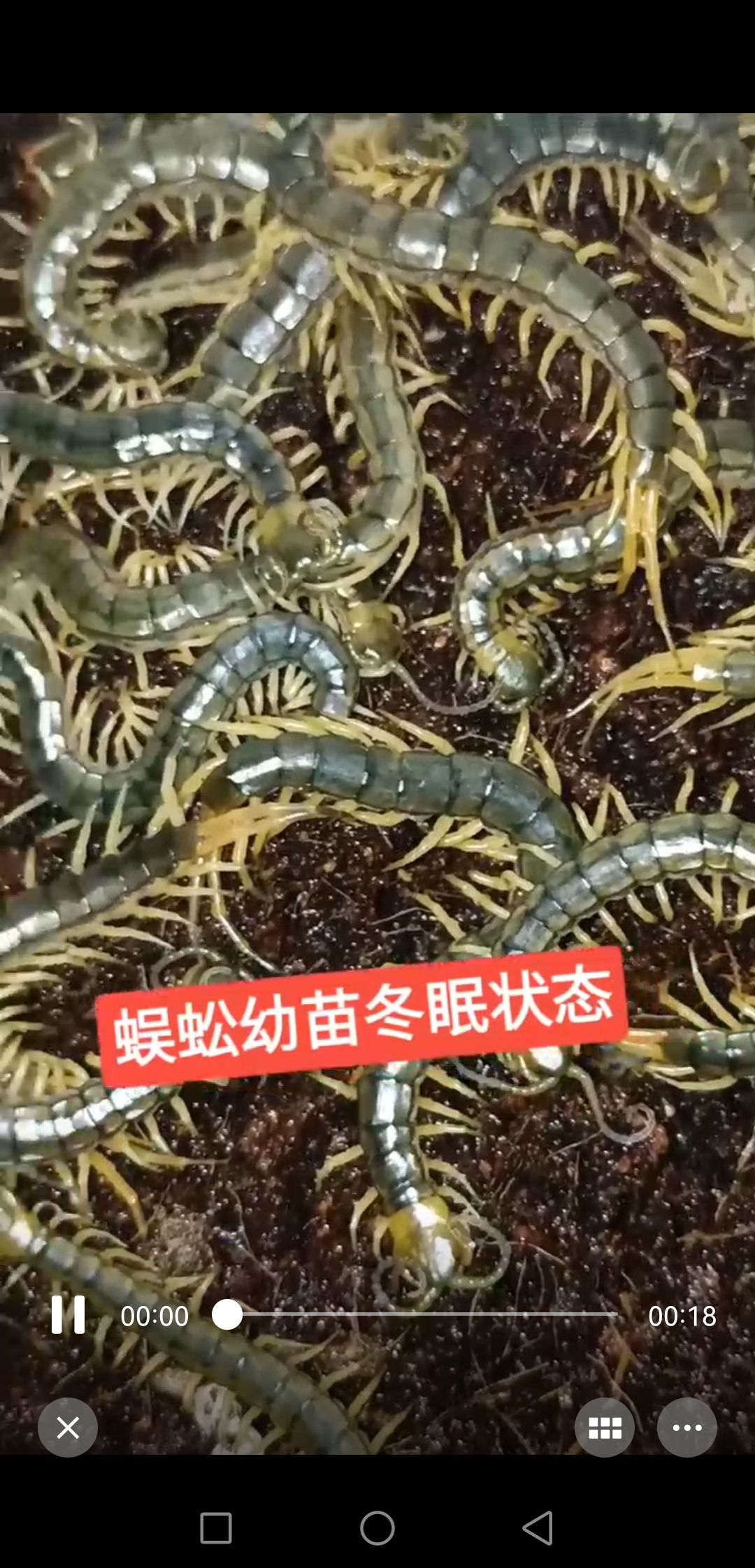 蜈蚣养殖，养殖蜈蚣，蜈蚣种