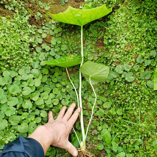 马关县【自产自销】云南产地直发，八角莲苗，支持技术指导种植欢迎咨询
