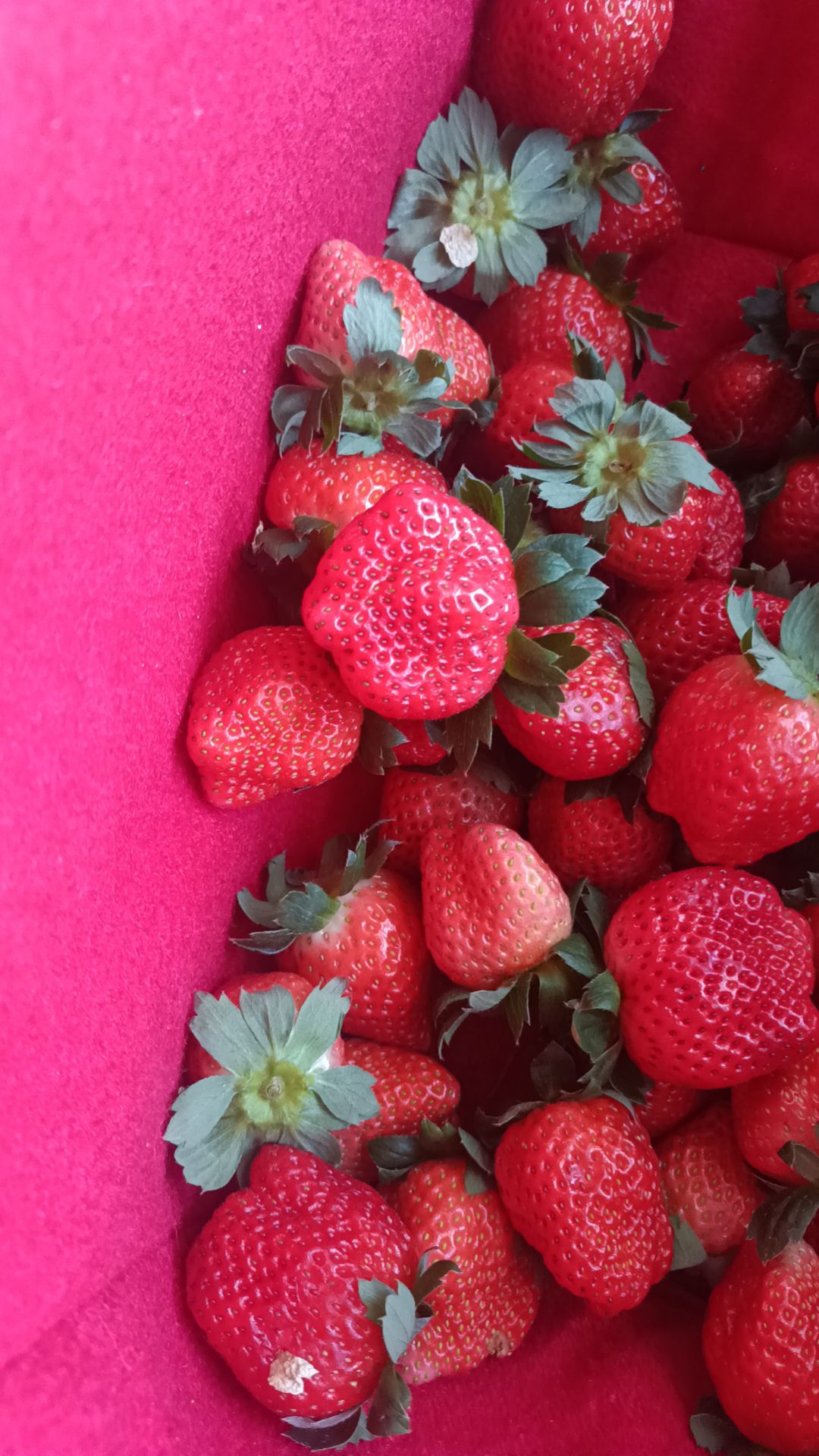 宁玉，妙香大量现货