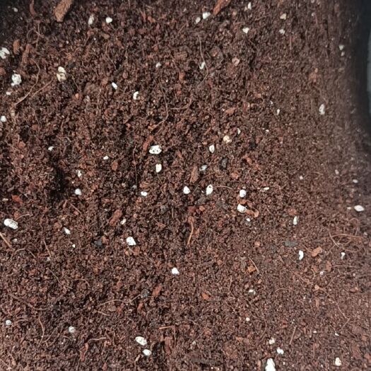 新沂市育苗基质 无土栽培 西瓜育苗 草莓育苗 蔬菜育苗