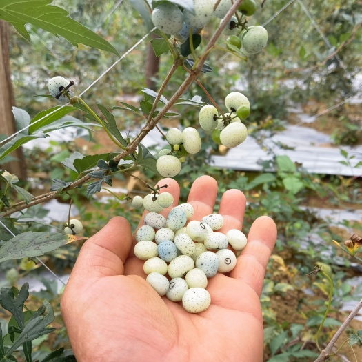 【产地直发】云南自家种植白蔹种子，可提供种植技术指导量大价优