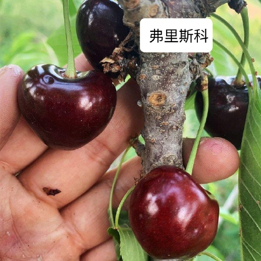 烟台车厘子大樱桃树苗《弗里斯科》
