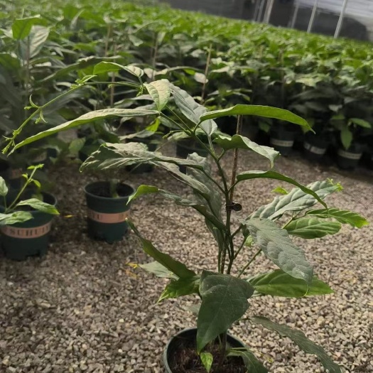 青州市垂丝茉莉