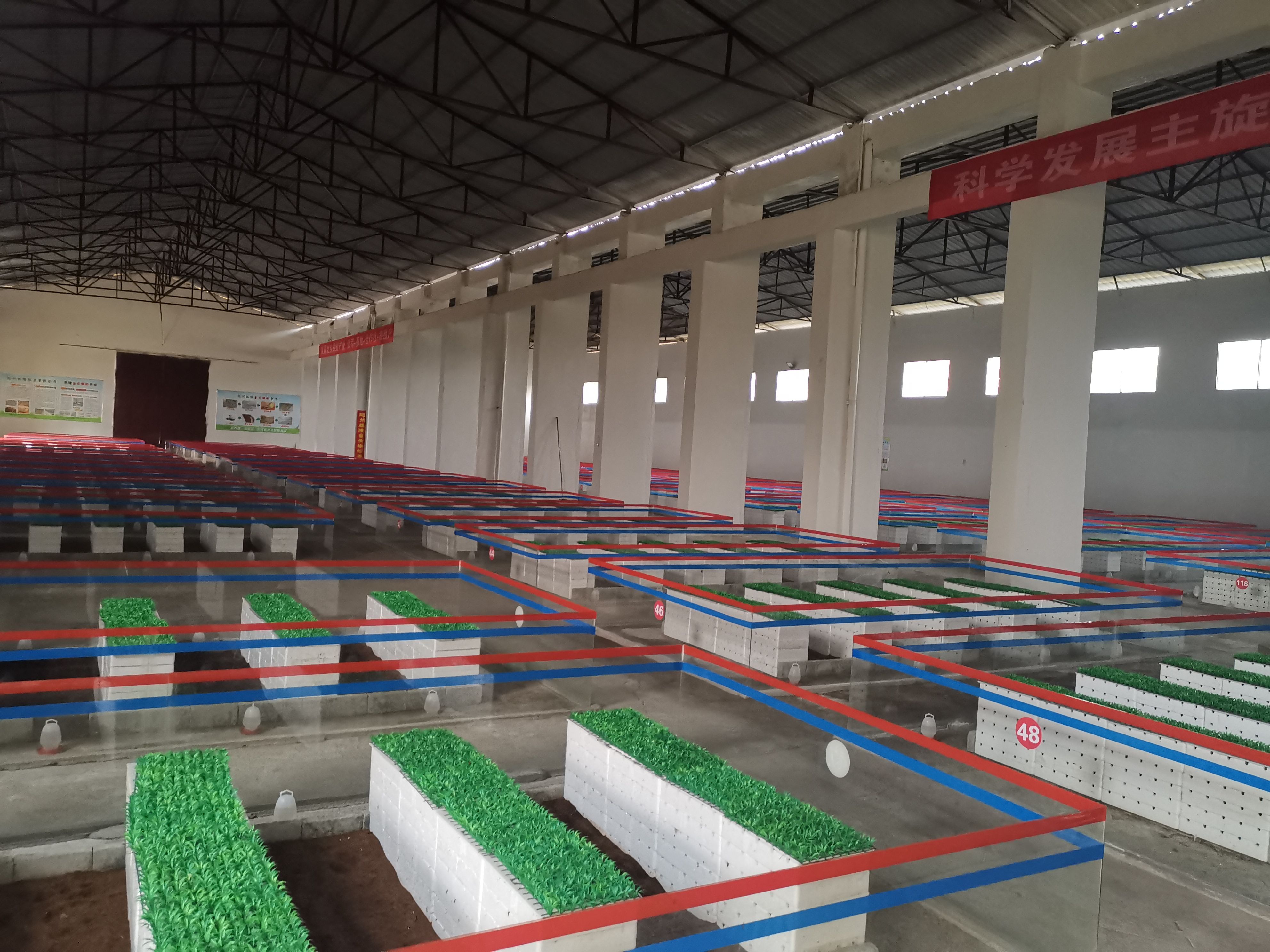 蜈蚣养殖，养殖蜈蚣，蜈蚣种