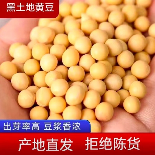 林甸县黄豆东北非转基因农家自种黄豆大豆生豆芽打豆浆当年新豆，种子