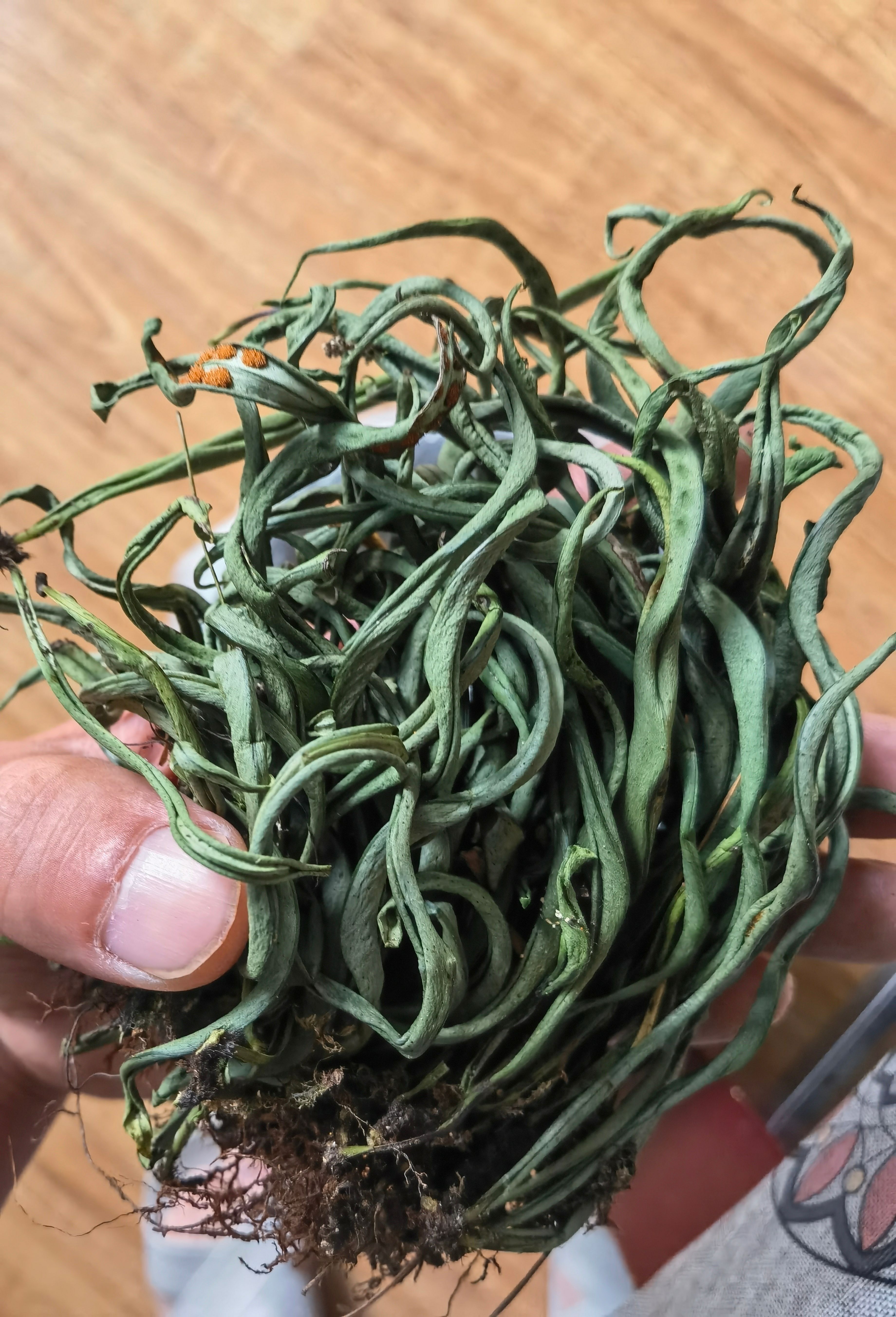 真货小叶石韦，石韦肾经草