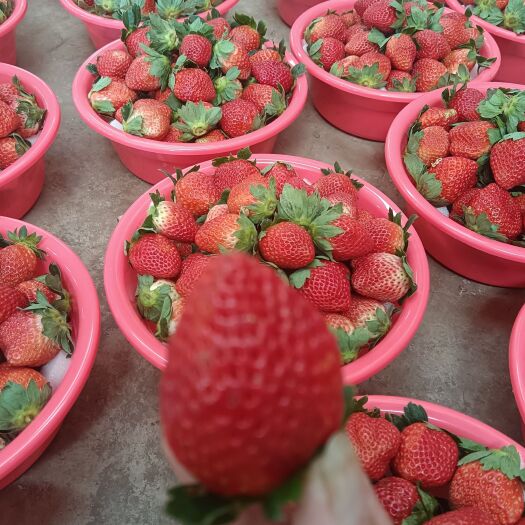 大凉山露天草莓，脆甜可口
