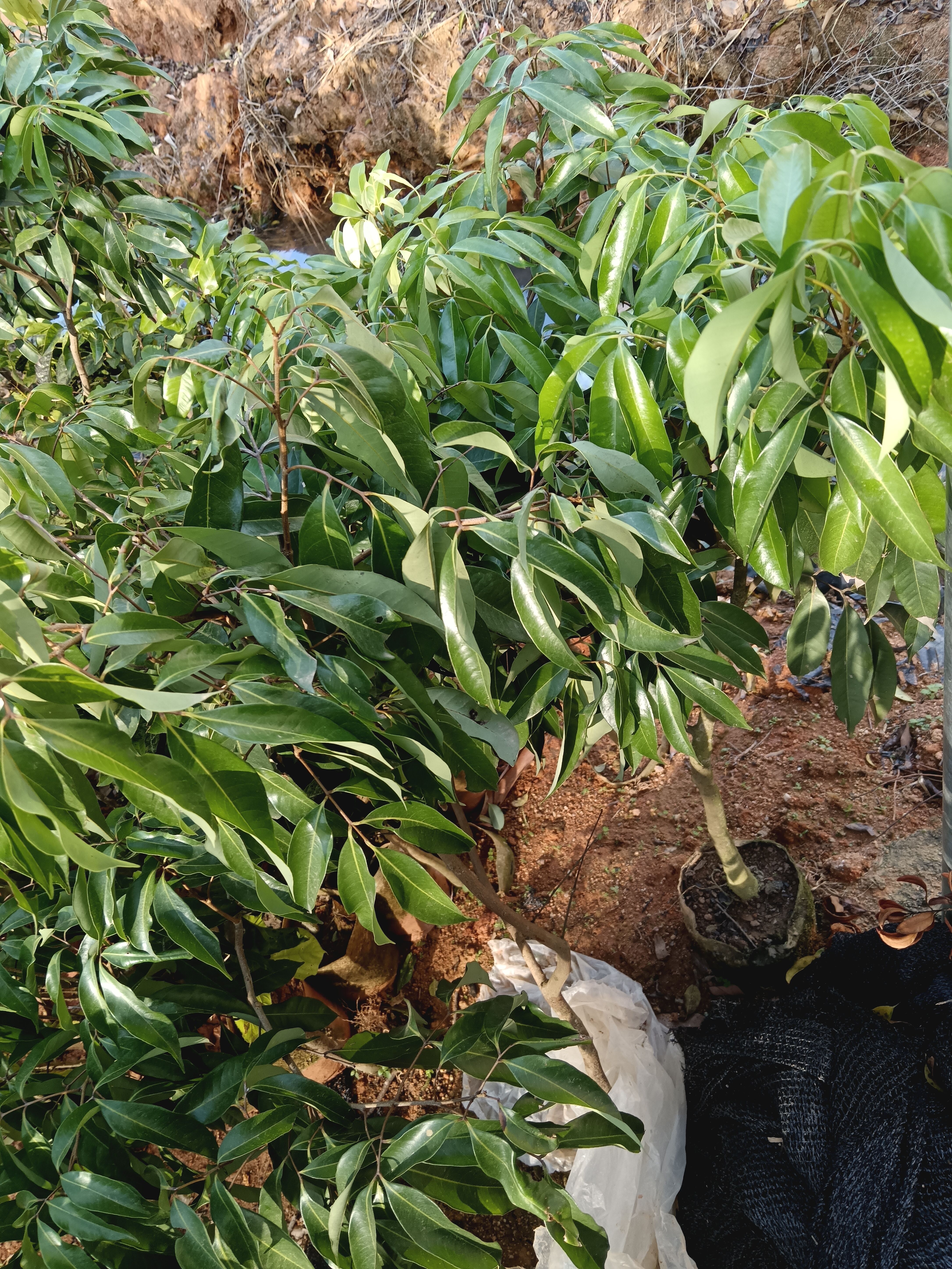 无核荔枝果树苗嫁接果树苗品种