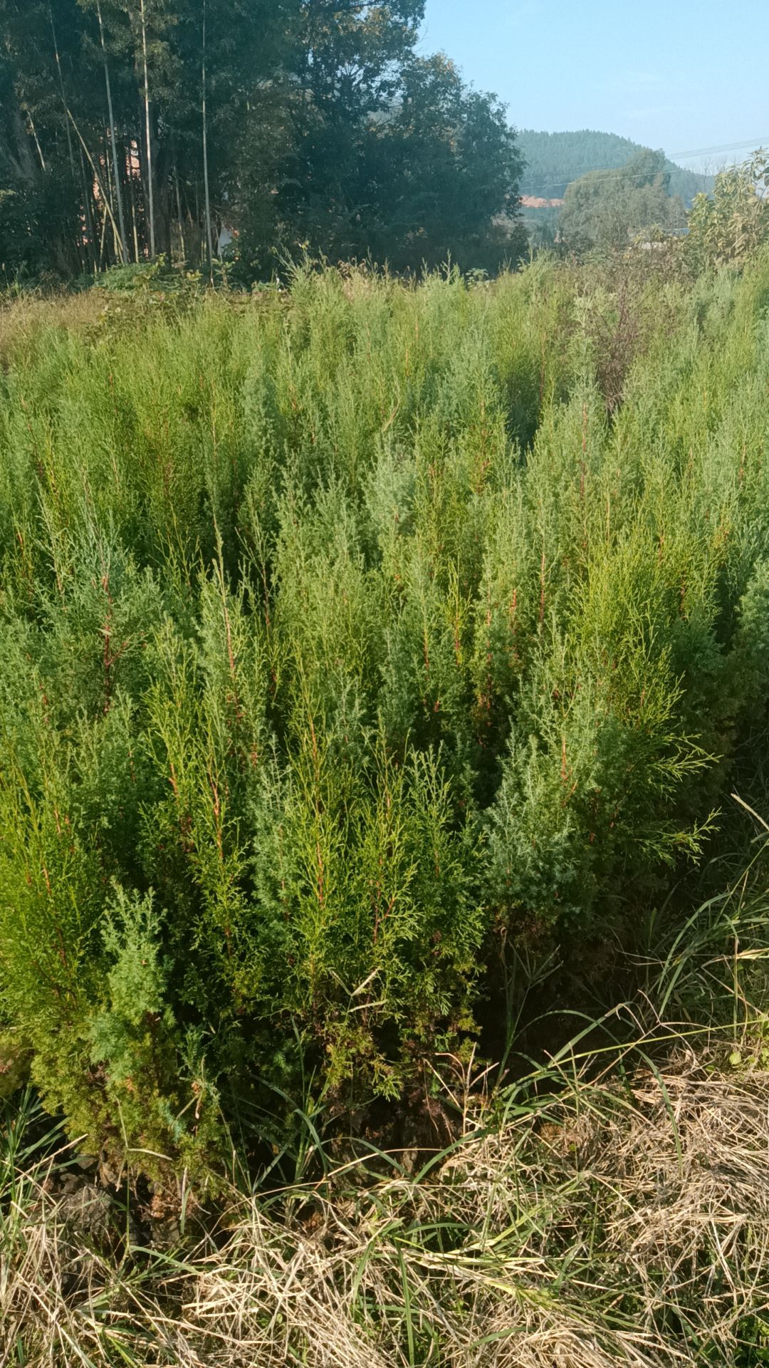 杯装柏树苗，裸根柏树苗