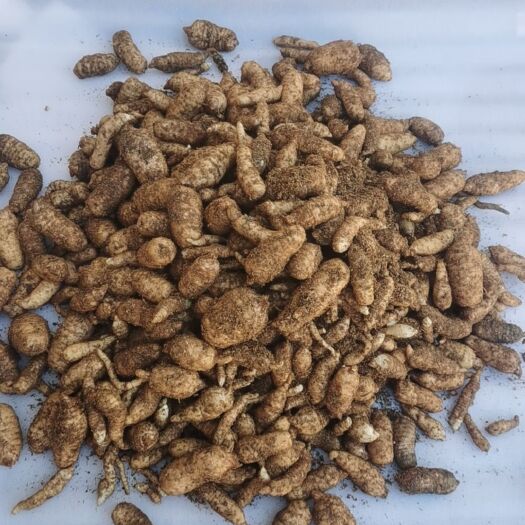 赫章县出售统货乌天麻2000斤