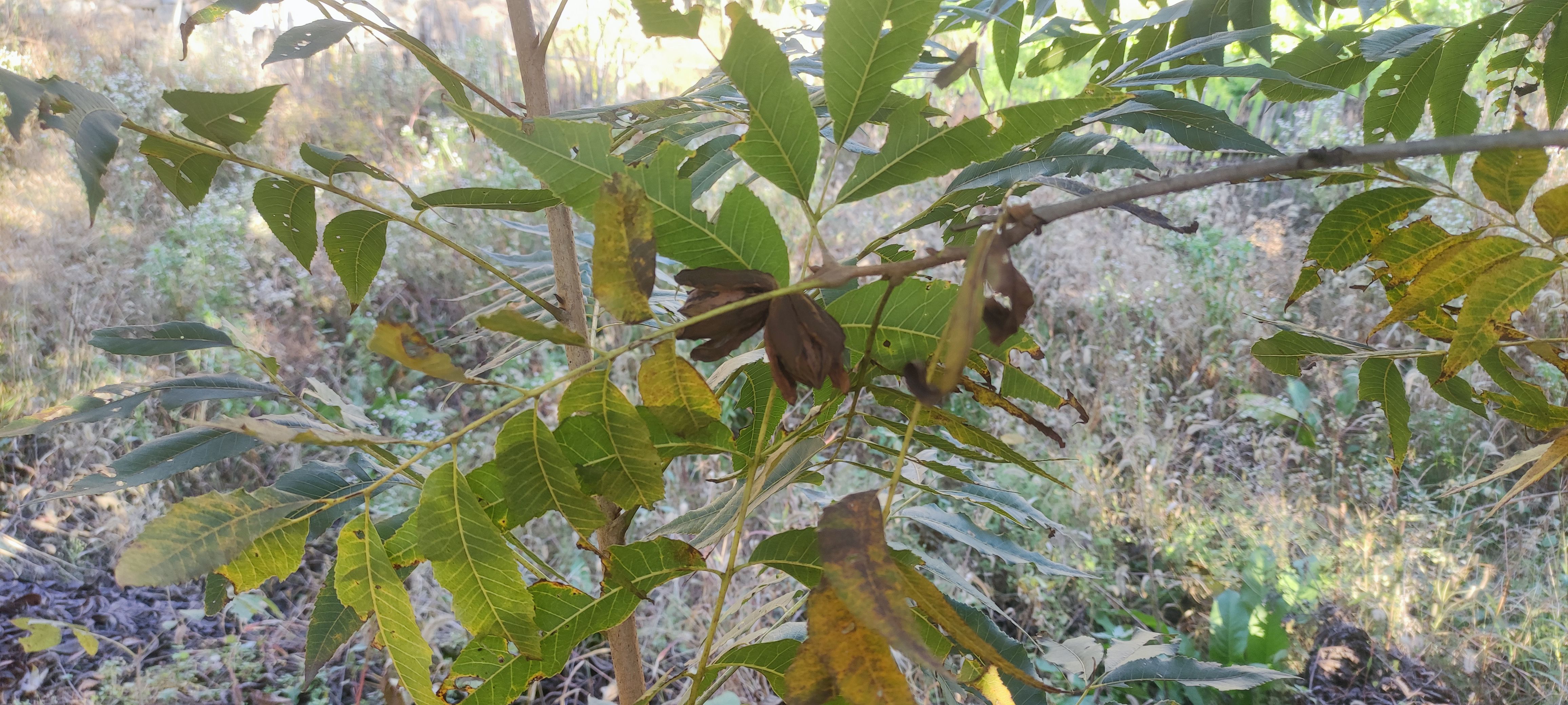 碧根果树
