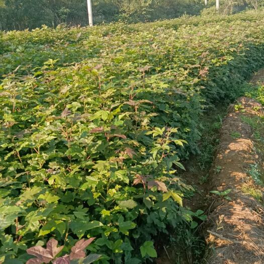 茶陵县杯装枫香，裸根枫香
