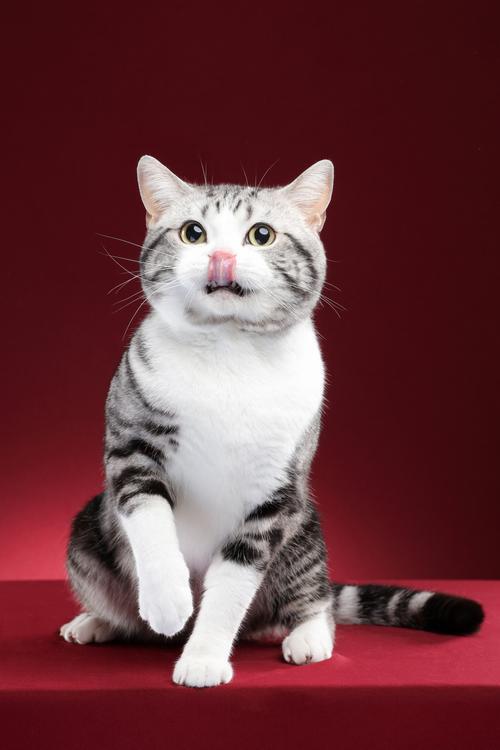 猫咪