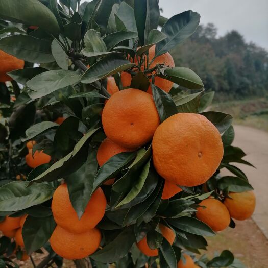 宜昌自产自销蜜橘大量供应