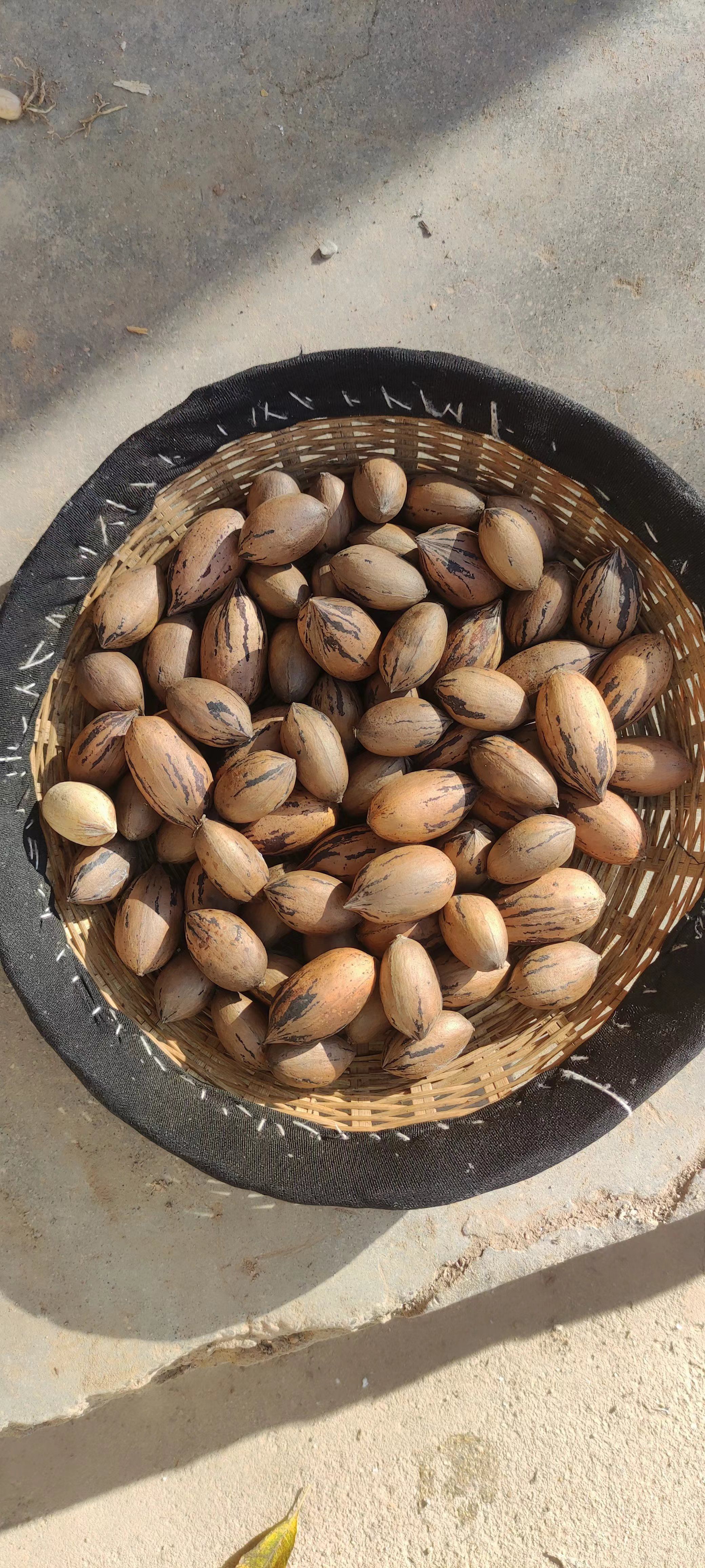 碧根果树