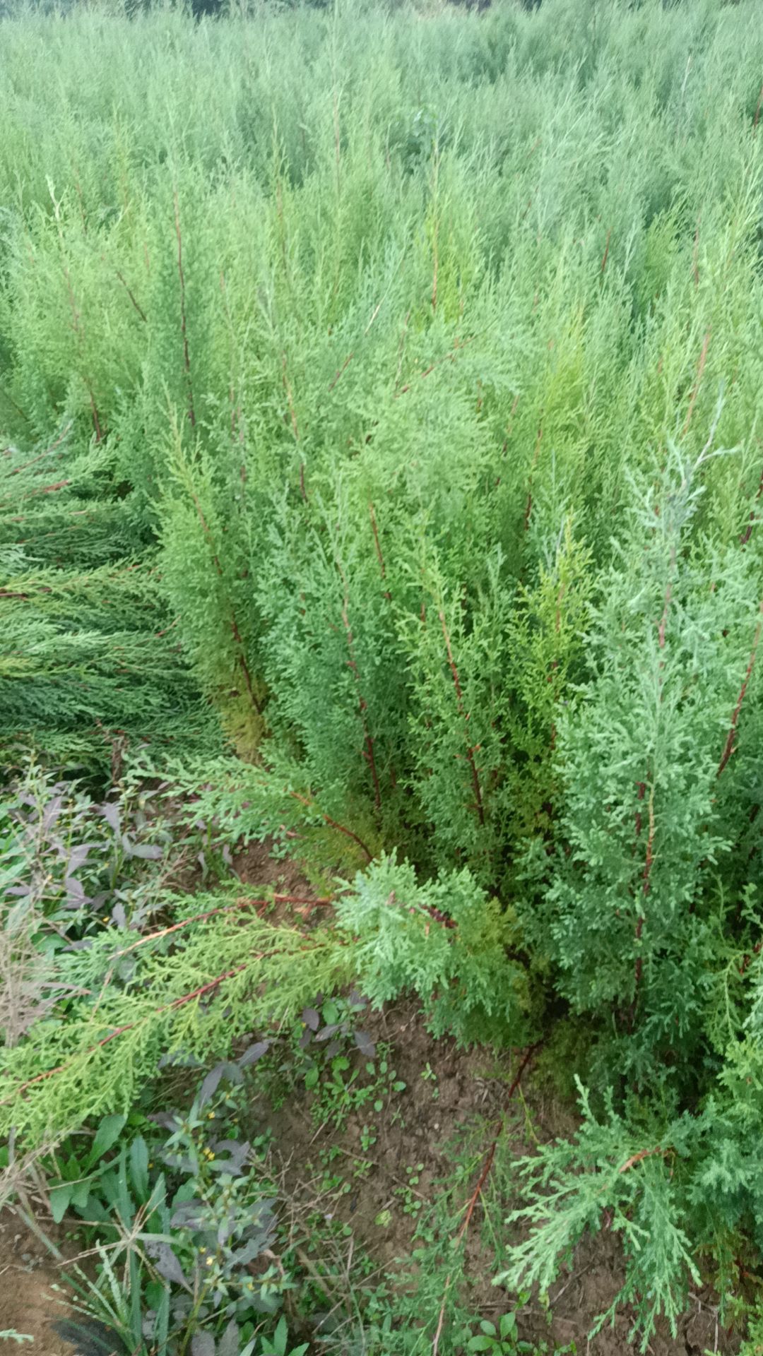 杯装柏树苗，裸根柏树苗