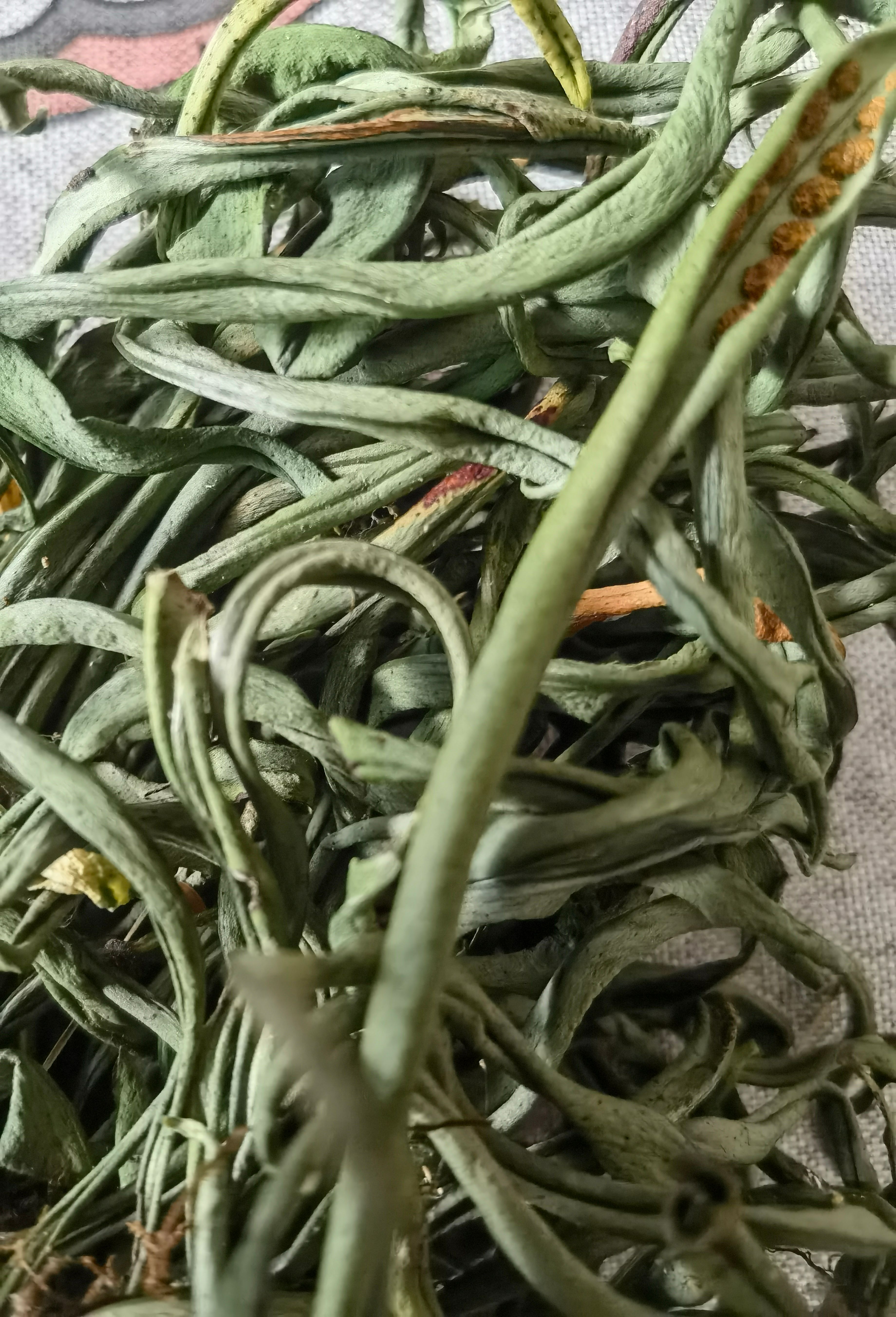 真货小叶石韦，石韦肾经草