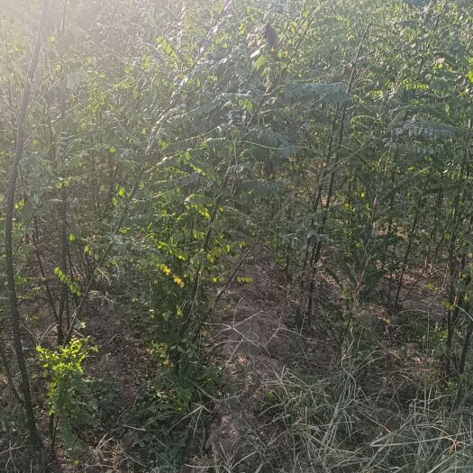 绛县大金星山楂树苗