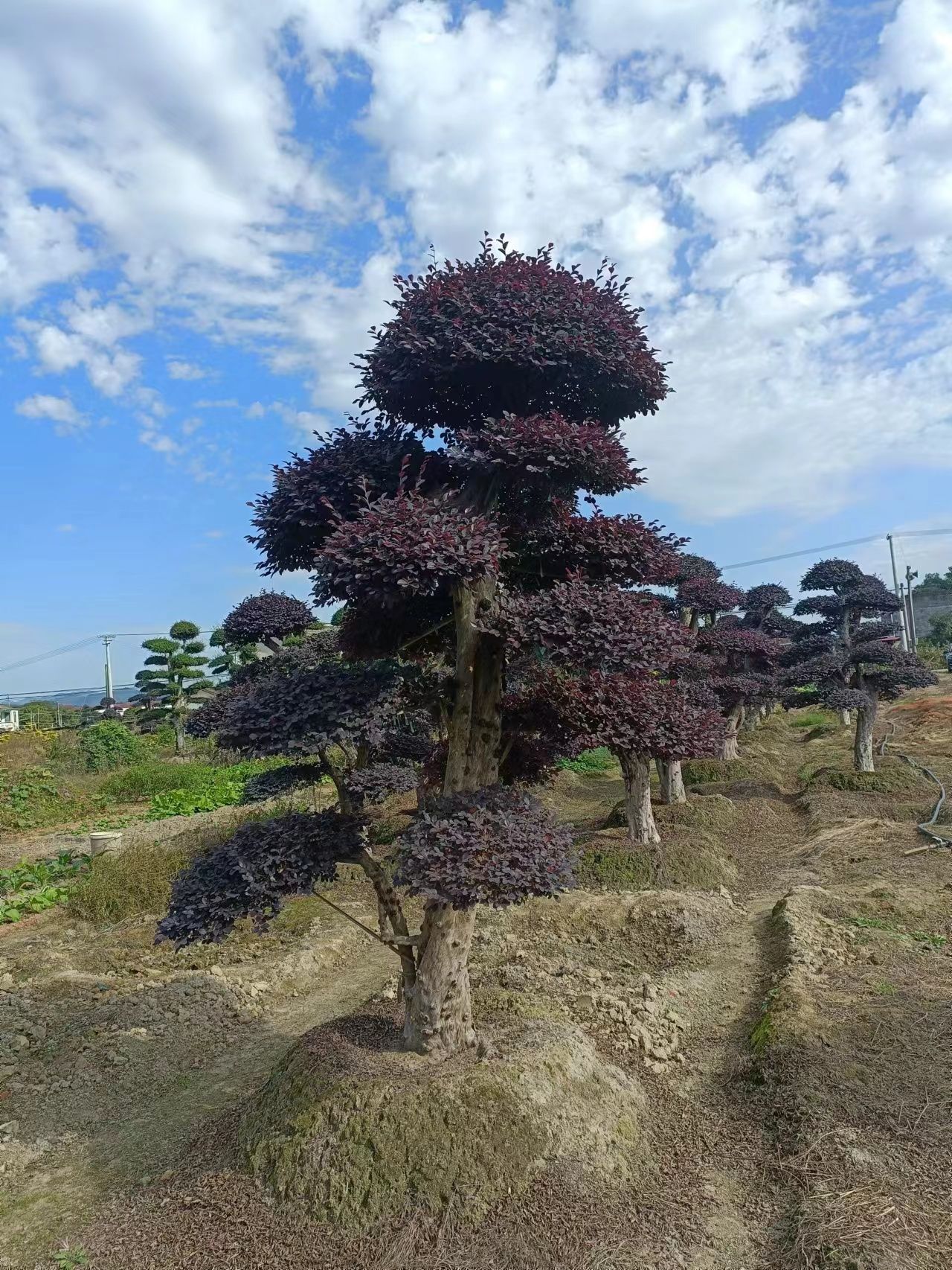 造型红继木桩