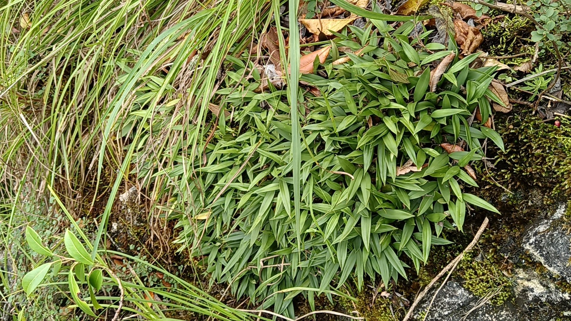 石橄榄 双叶小果 全国包邮