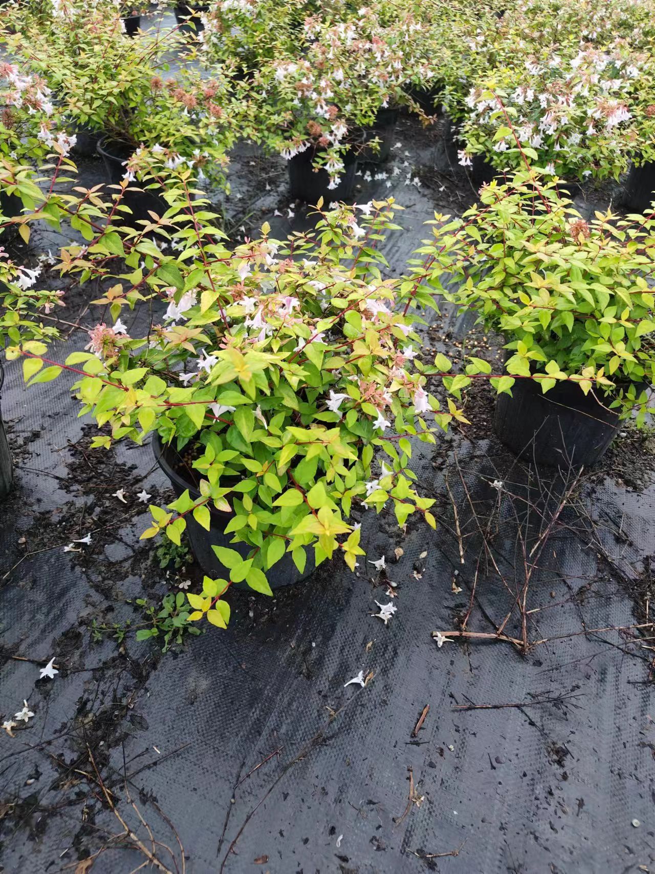 大花六道木