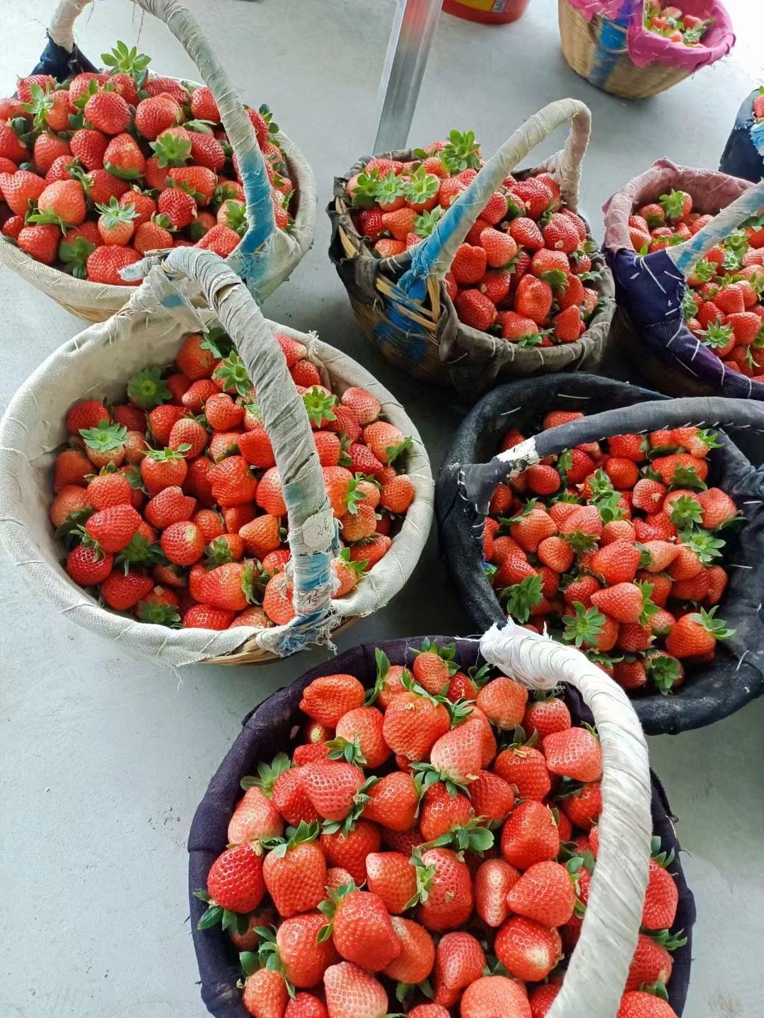 甜宝草莓  精品草莓，宁丰，宁玉，妙香，箱装，盒装