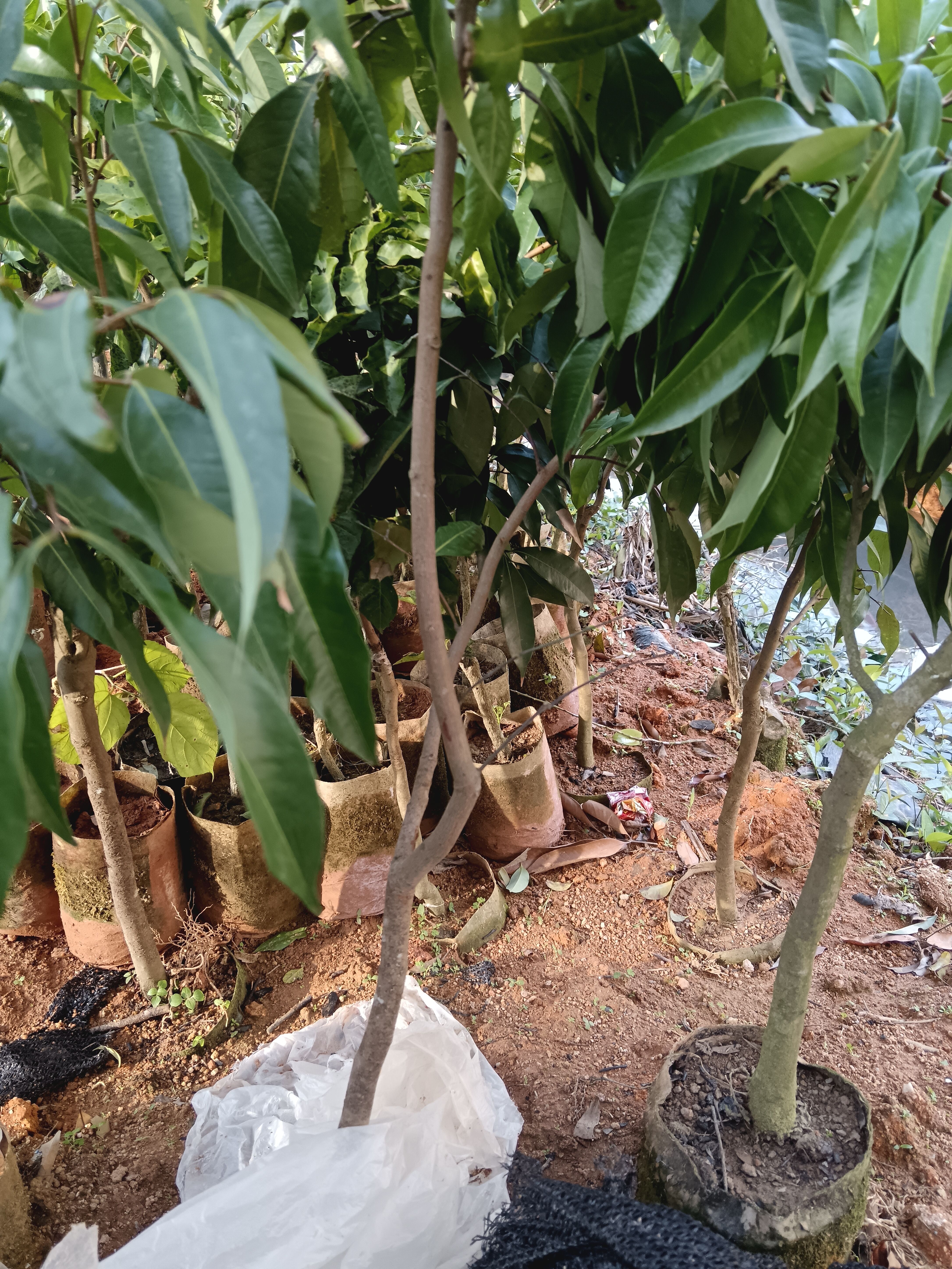 无核荔枝果树苗嫁接果树苗品种