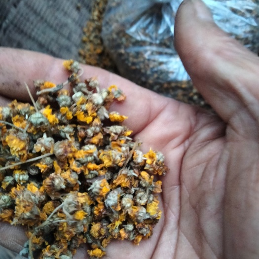 菊花，蒸熟晒干干菊花