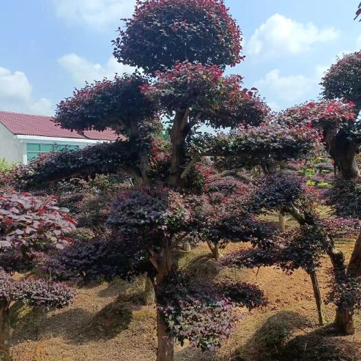 浏阳市红继木桩