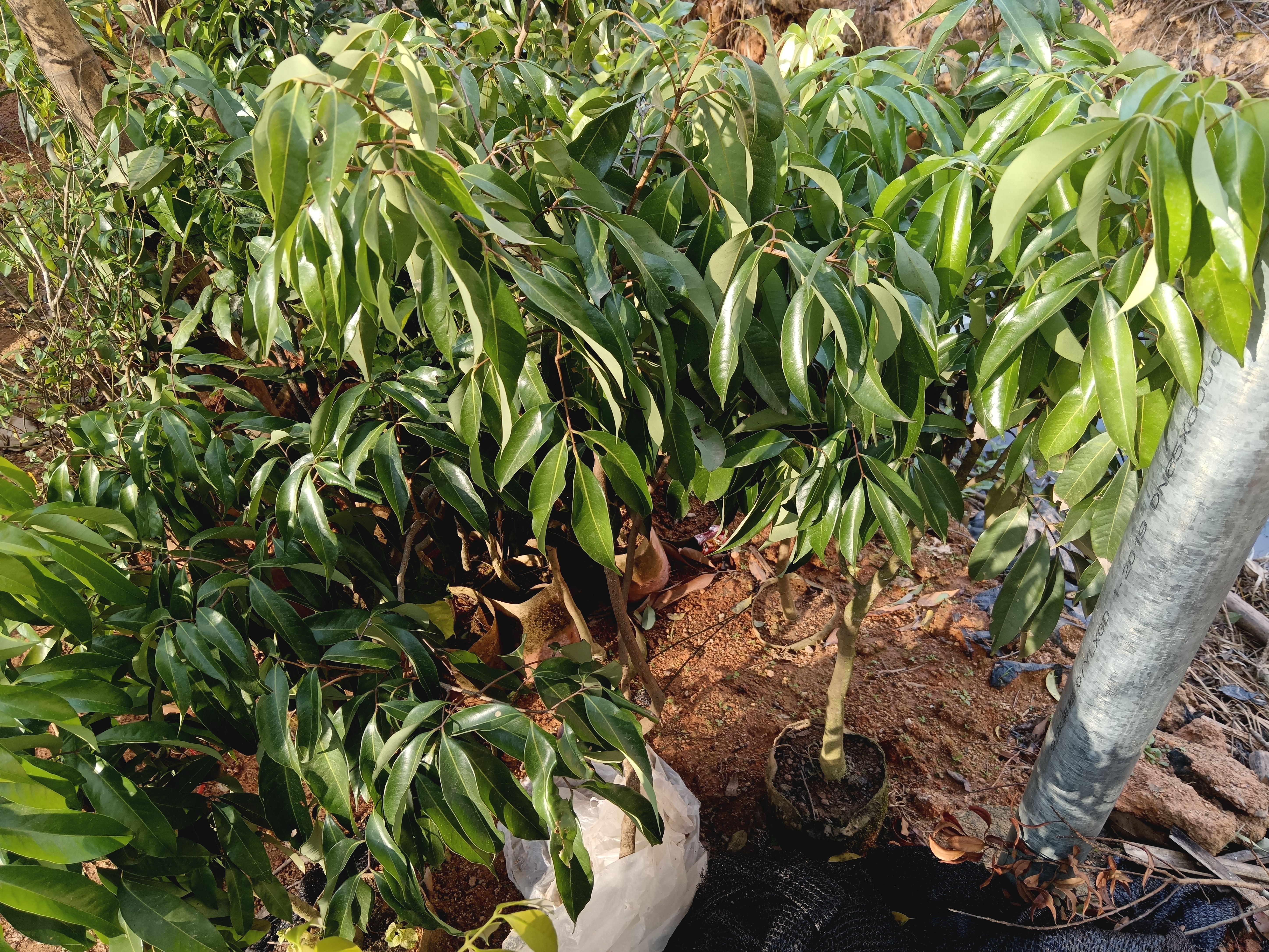 无核荔枝果树苗嫁接果树苗品种
